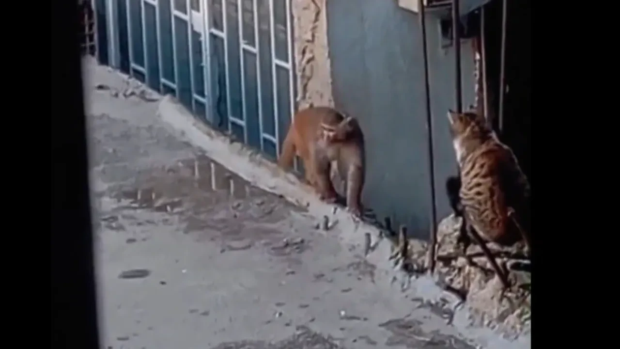 Kadıköy'de maymun alarmı! Kedinin yaşadığı şok kamerada 
