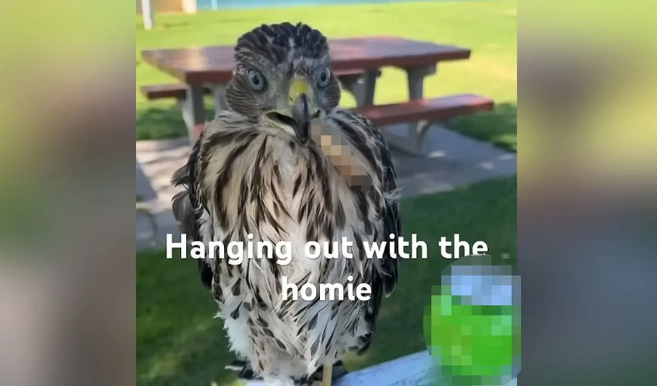 Koruma altındaki şahine alkol içirdi, sigara verdi! Cezaların ardı arkası kesilmedi