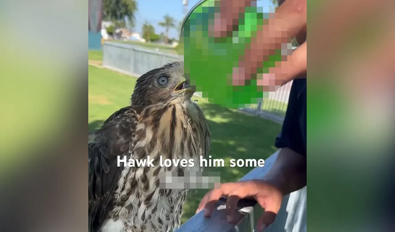 Koruma altındaki şahine alkol içirdi, sigara verdi! Cezaların ardı arkası kesilmedi