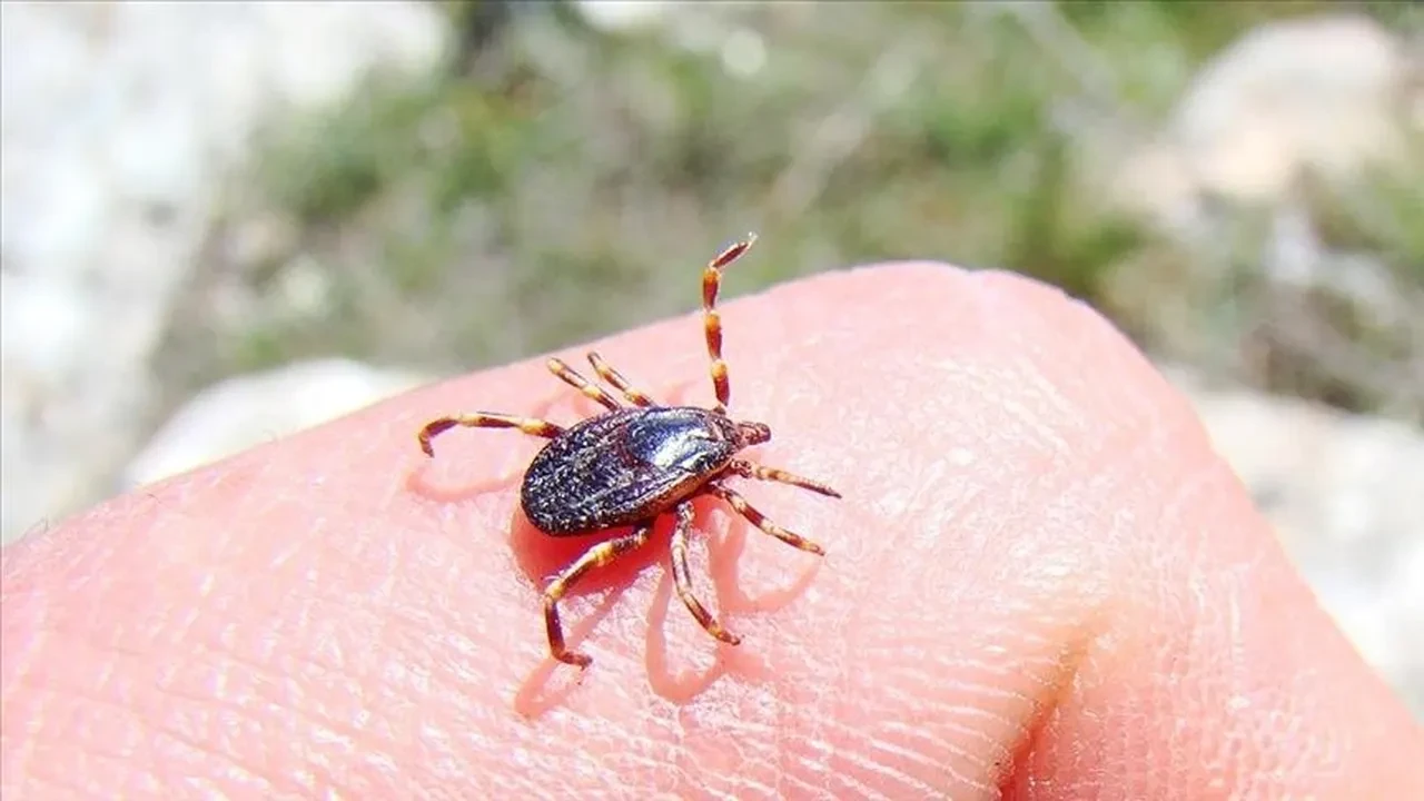Ülkede ilk, dünyada ikinci vaka: Kene ısırığı kaynaklı kırmızı et alerjisi nedeniyle öldü
