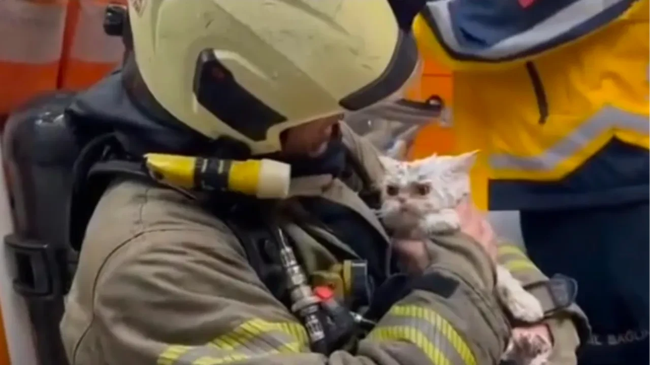 Fatih'te alevler iki binayı sardı, kedi son anda kurtarıldı