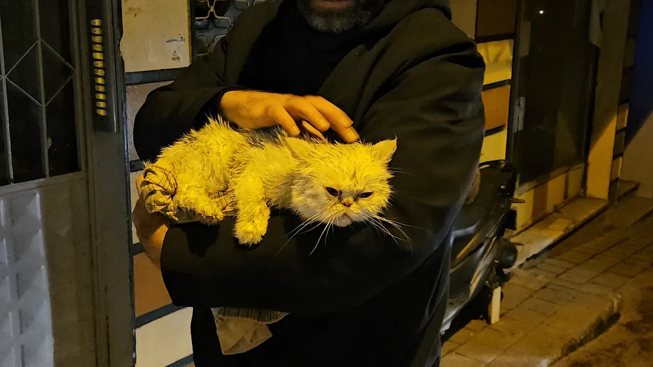 Fatih'te alevler iki binayı sardı, kedi son anda kurtarıldı