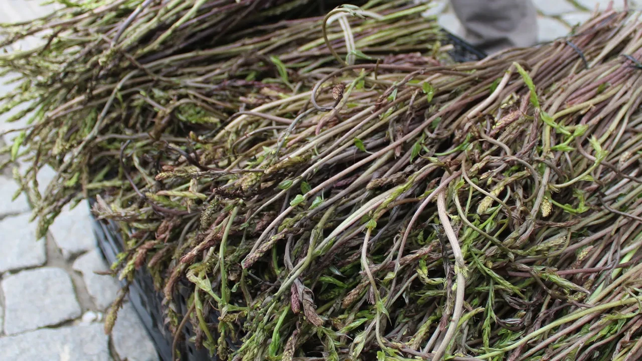 İşsizlere çare oldu, toprakta kendiliğinden yetişiyor! Eklem ve kemik hastalıklarına bire bir