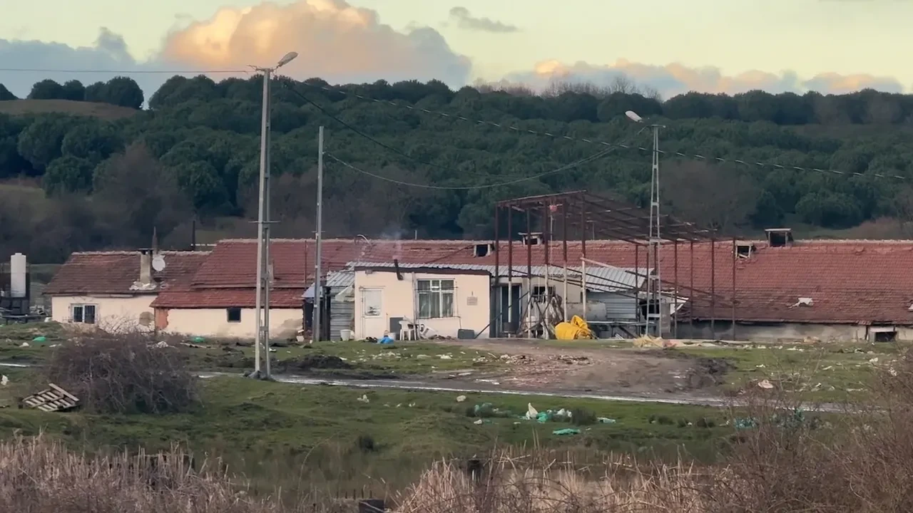 İstanbul'da çiftlik evinde testereli dehşet! Çalışana kabusu yaşattı: Ormanda yakalandı