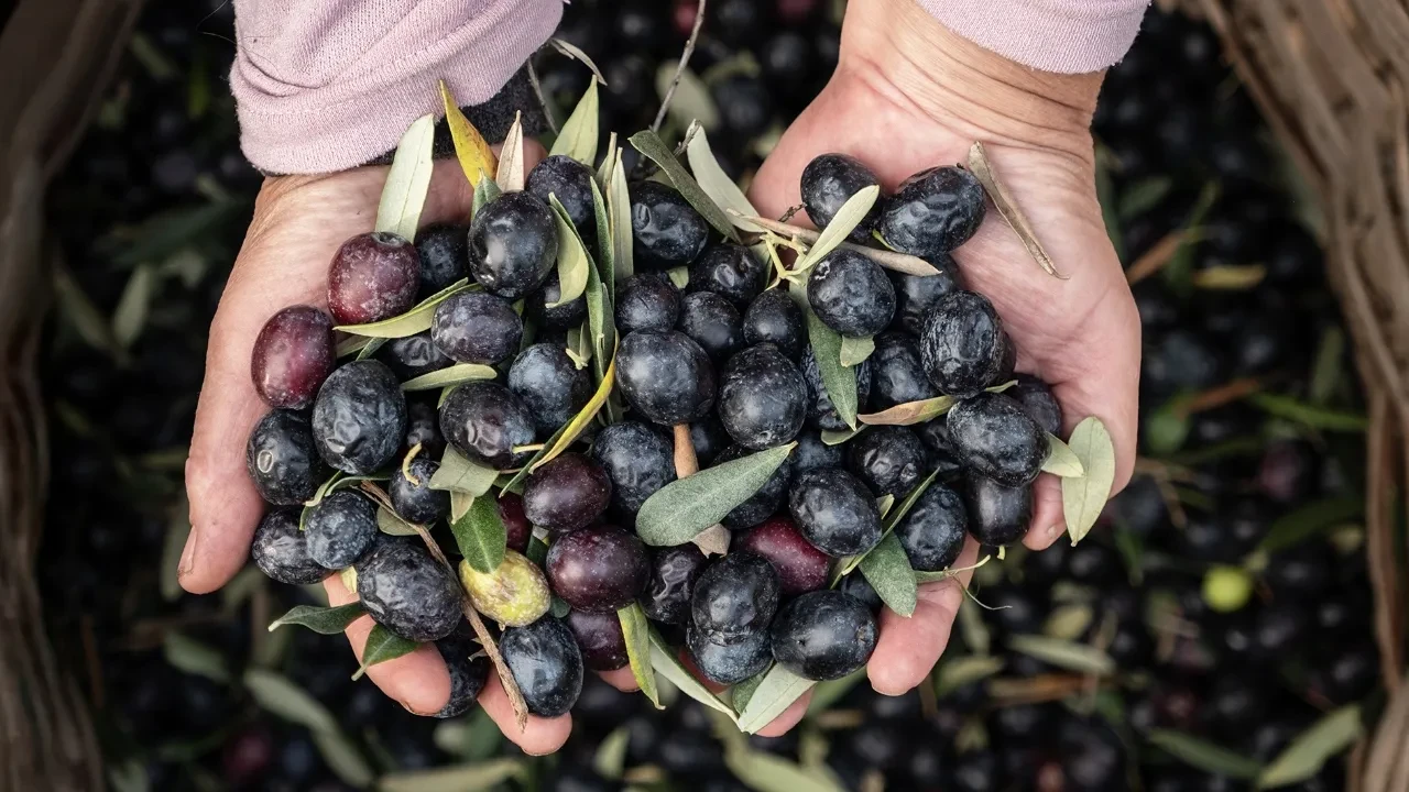 Marmarabirlik’ten 2025’te güçlü ve stratejik büyüme 6,8 milyar TL ciro, 35 milyon USD ihracat