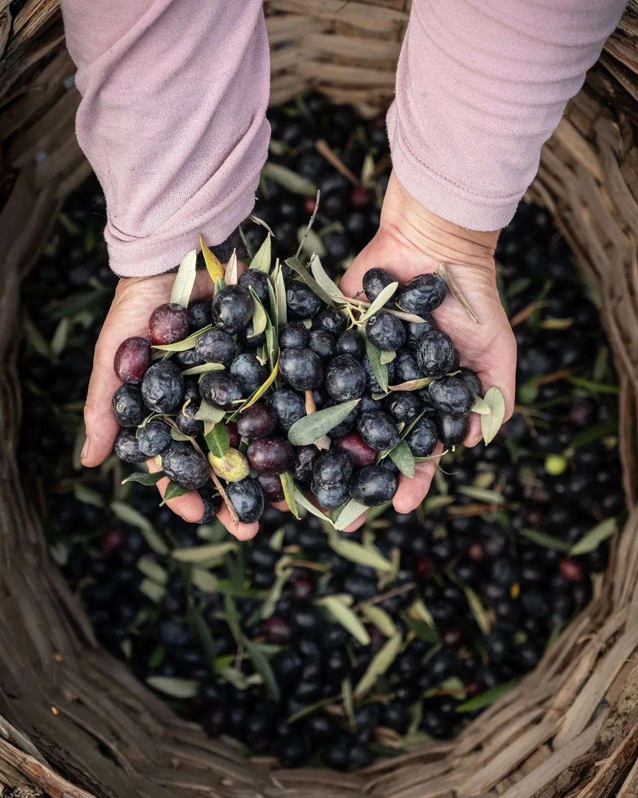 Marmarabirlik’ten 2025’te güçlü ve stratejik büyüme 6,8 milyar TL ciro, 35 milyon USD ihracat