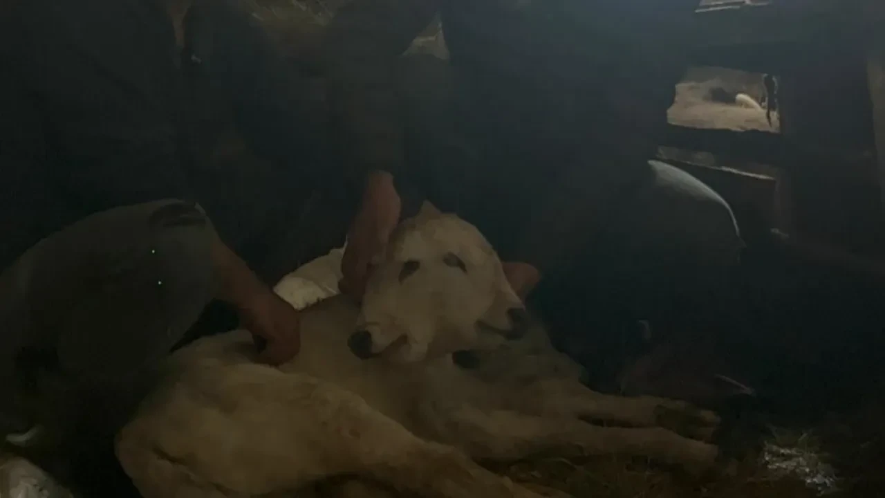 Erzurum’da çift başlı buzağı dünyaya geldi