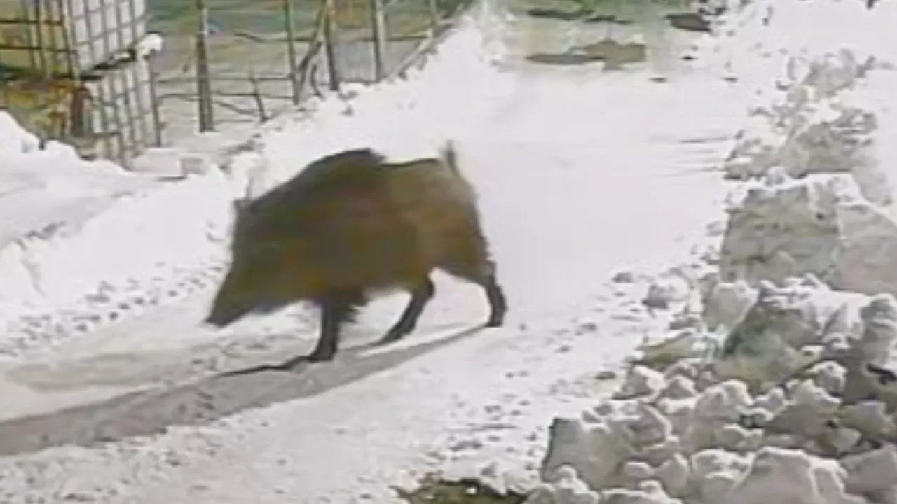 Aç kalan yabani hayvanlar köye indi! O anlar güvenlik kamerasında