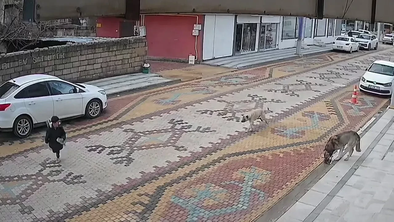 Başıboş köpekler saldırdı! Küçük çocuğu esnaf kurtardı