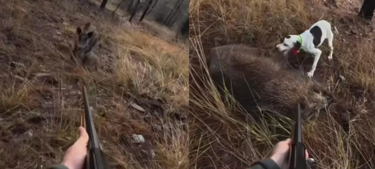 Çalıların arasından fırlayan dev domuz avcıya saldırdı