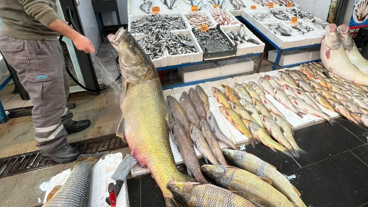 120 kiloluk dev balık görenleri şaşkına çevirdi