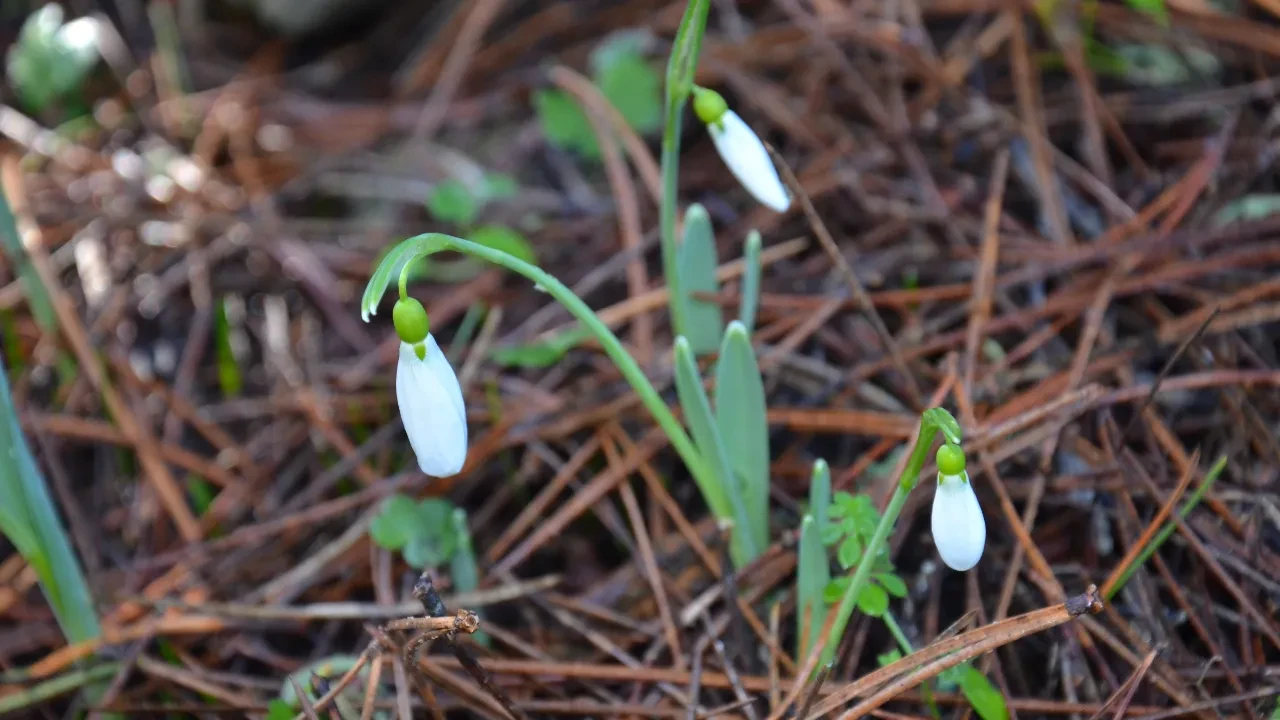 Kardelen çiçeğini koparmanın cezası dudak uçuklatıyor! 5 yılda tam 7 kat arttı