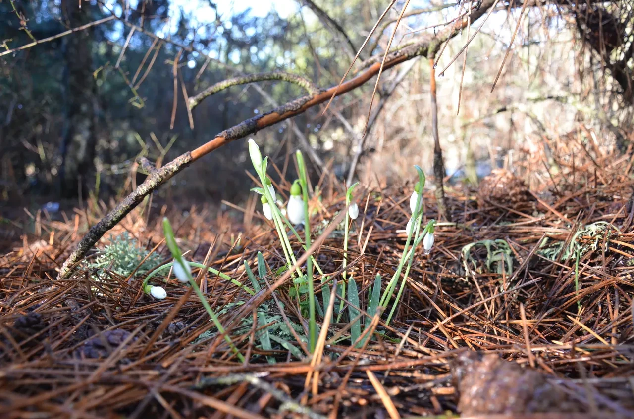 Kardelen çiçeğini koparmanın cezası dudak uçuklatıyor! 5 yılda tam 7 kat arttı