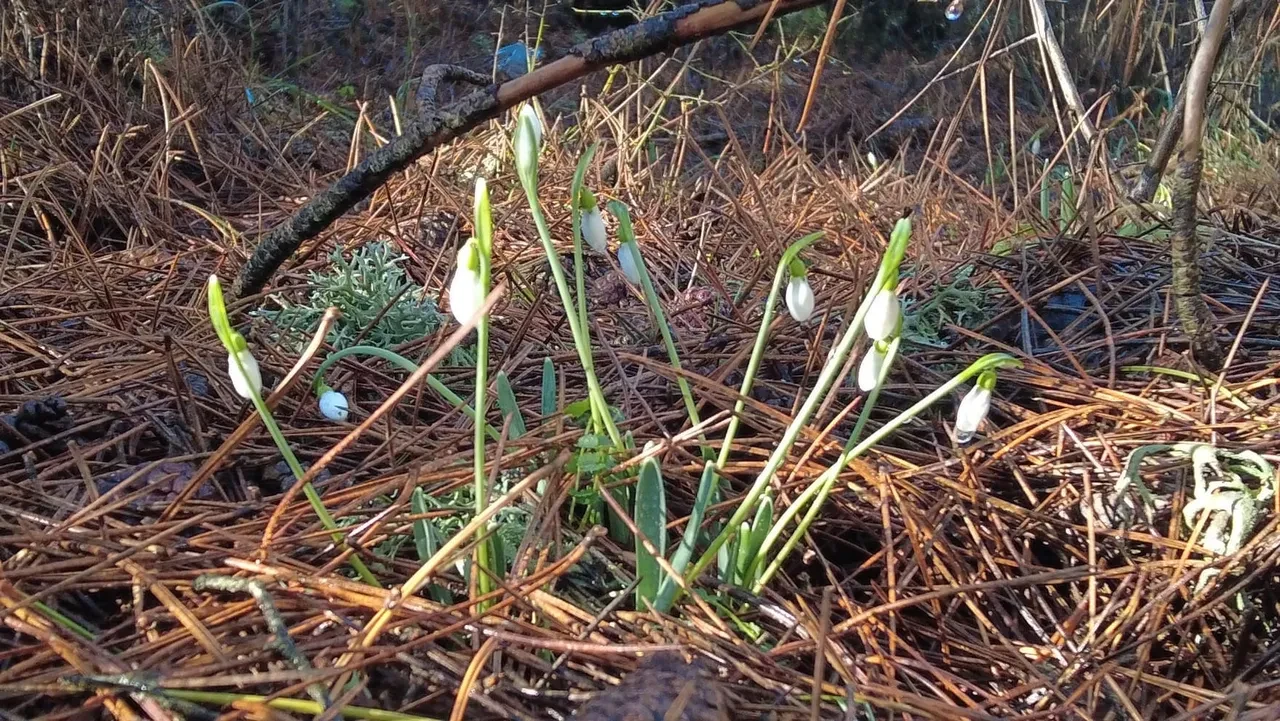 Kardelen çiçeğini koparmanın cezası dudak uçuklatıyor! 5 yılda tam 7 kat arttı