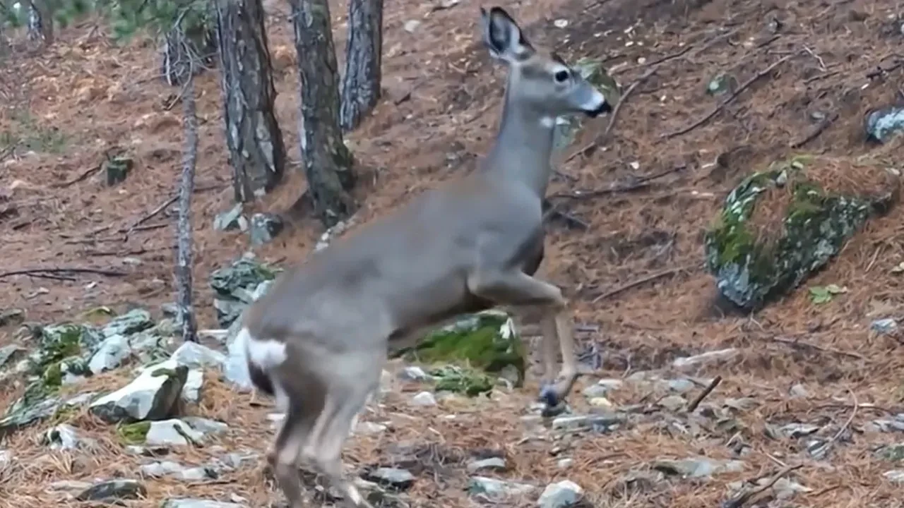Fotokapana yakalandı! Görenler izlemeye doyamadı