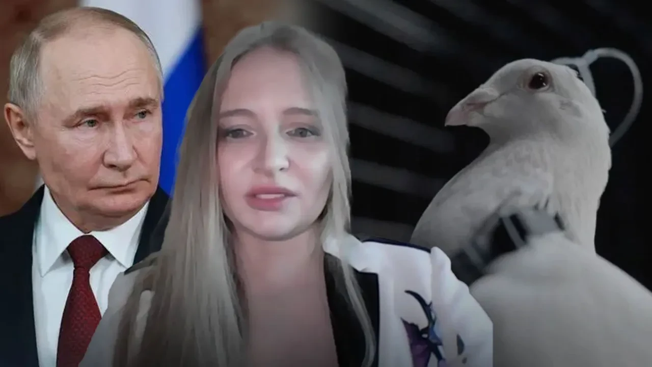 Güvercinlerin beynine çip takıp canlı dron yaptılar! Putin'in kızı başı çekiyor