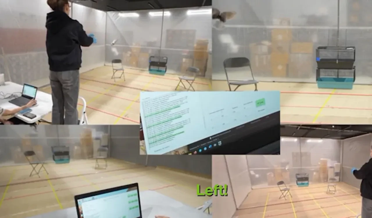 Güvercinlerin beynine çip takıp canlı dron yaptılar! Putin'in kızı başı çekiyor