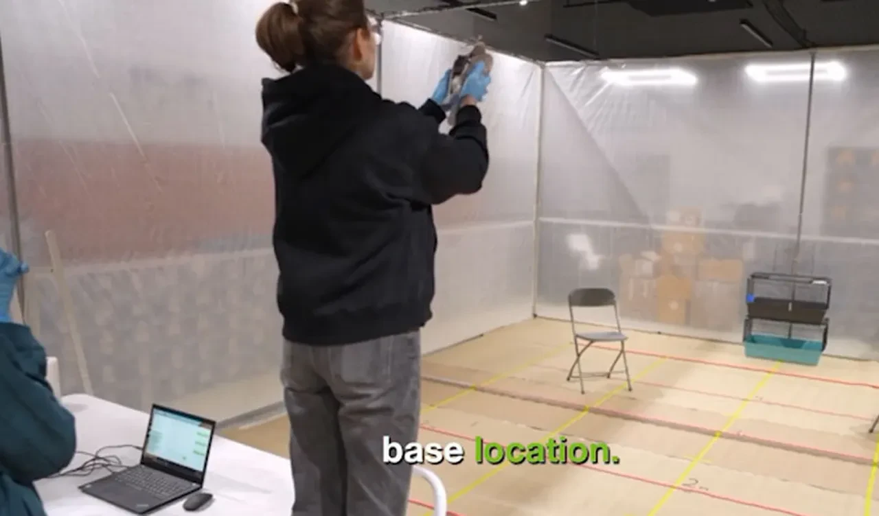 Güvercinlerin beynine çip takıp canlı dron yaptılar! Putin'in kızı başı çekiyor