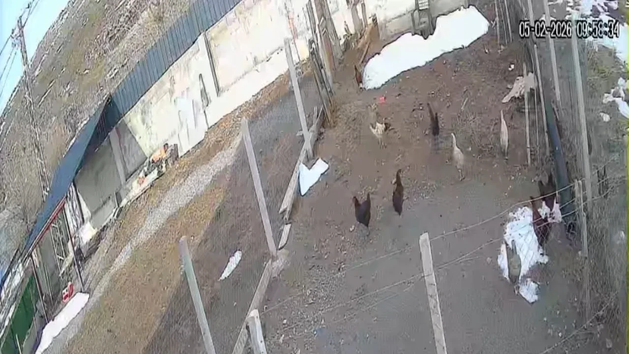 Kümese giren tilkinin tavuğu alıp götürdüğü anlar kamerada!