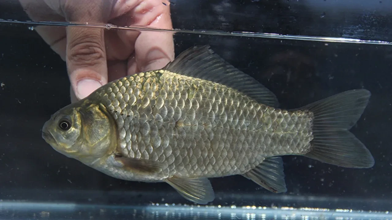 Türkiye sularındaki tehlikeyi bakanlık raporu ortaya çıkardı: Her 3 balıktan birinde yok olma riski