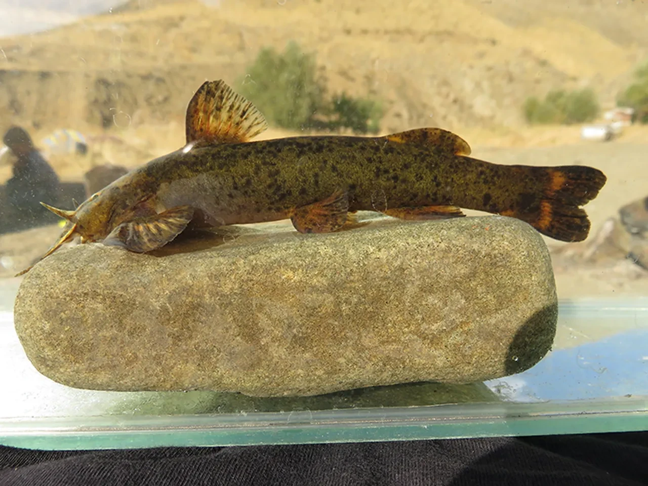 Türkiye sularındaki tehlikeyi bakanlık raporu ortaya çıkardı: Her 3 balıktan birinde yok olma riski