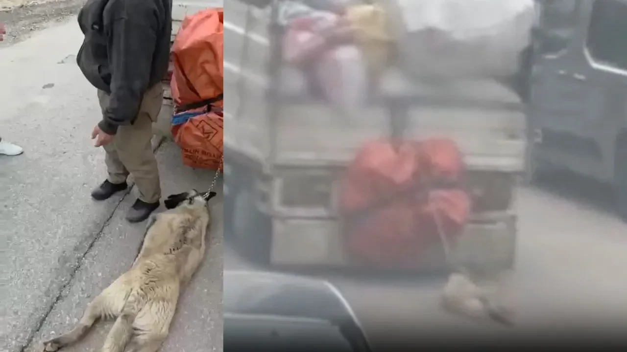 Vicdansız sürücüyü vatandaşlar durdurdu! Kamyonetin arkasına bağlanan köpek kurtarıldı