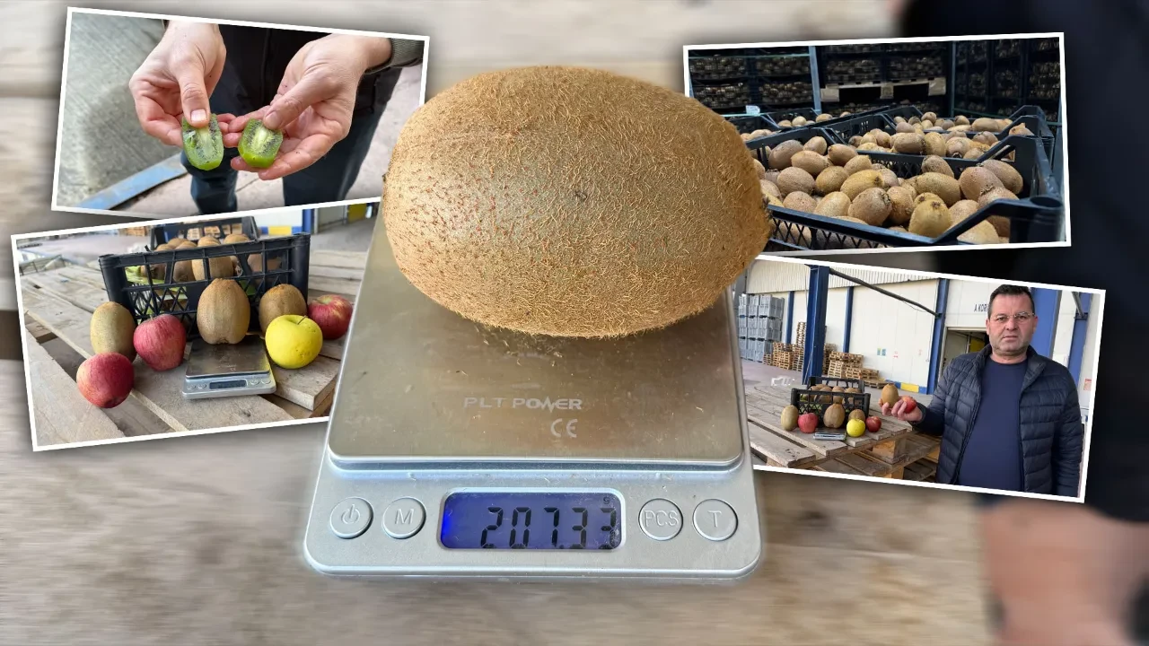 İznik'in dev incileri! Boyutlarıyla rekor kıran kiviler Avrupa'nın radarında