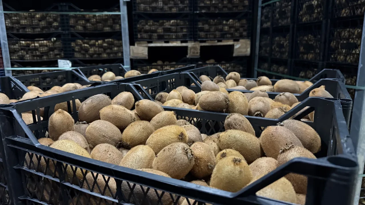 İznik'in dev incileri! Boyutlarıyla rekor kıran kiviler Avrupa'nın radarında