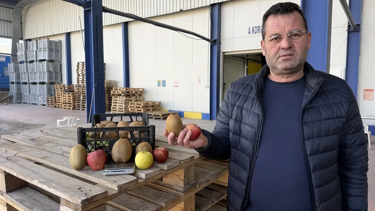 İznik'in dev incileri! Boyutlarıyla rekor kıran kiviler Avrupa'nın radarında