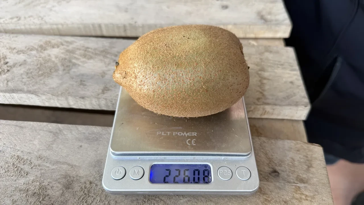 İznik'in dev incileri! Boyutlarıyla rekor kıran kiviler Avrupa'nın radarında