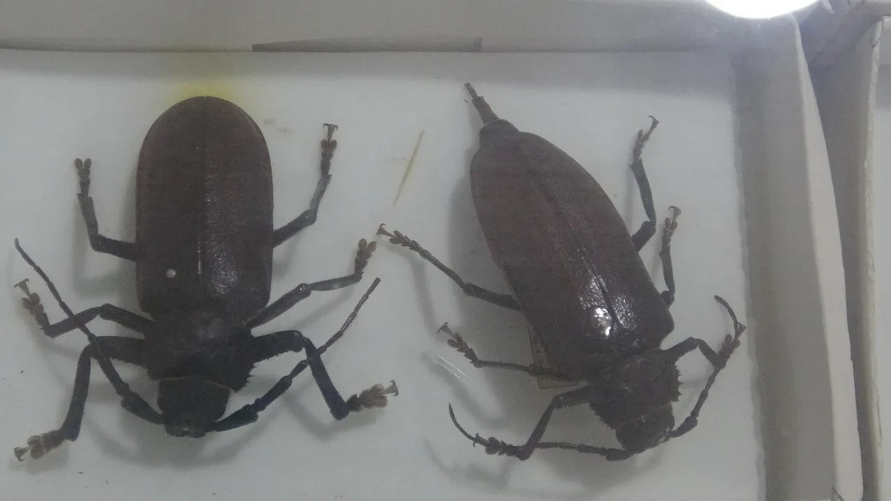 30 bin böcekli müze: Hem bilime katkı sunuyor hem de entomofobiyi aşmaya yardımcı oluyor