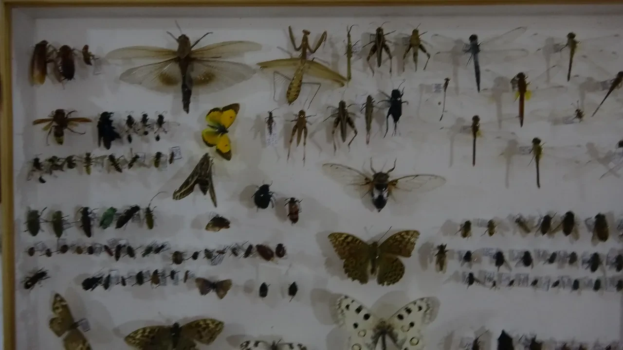 30 bin böcekli müze: Hem bilime katkı sunuyor hem de entomofobiyi aşmaya yardımcı oluyor