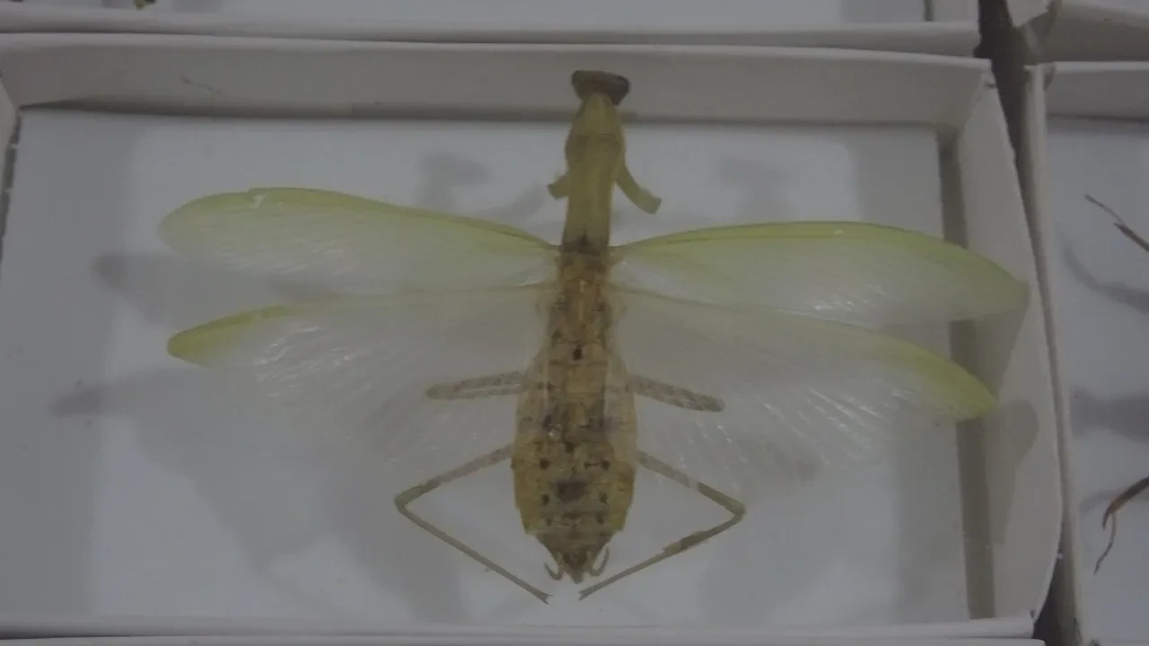 30 bin böcekli müze: Hem bilime katkı sunuyor hem de entomofobiyi aşmaya yardımcı oluyor