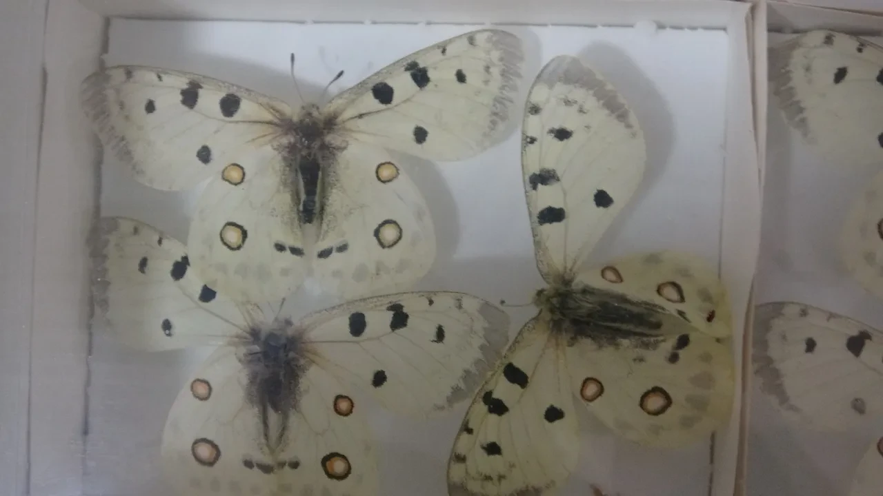 30 bin böcekli müze: Hem bilime katkı sunuyor hem de entomofobiyi aşmaya yardımcı oluyor