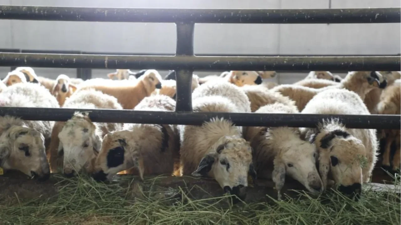 Elazığ'da hayvancılığı hastalık vurdu: 6 köy karantinada!
