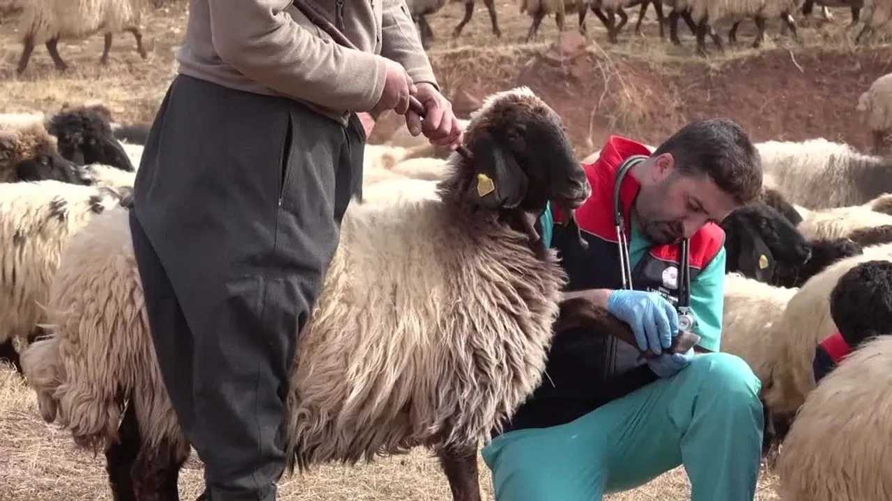 Elazığ'da hayvancılığı hastalık vurdu: 6 köy karantinada!