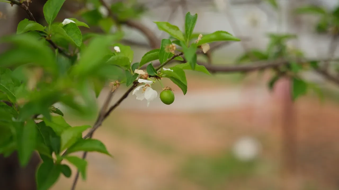 Hamilelere müjde! Çiçekler açtı, erik hasadına son bir ay