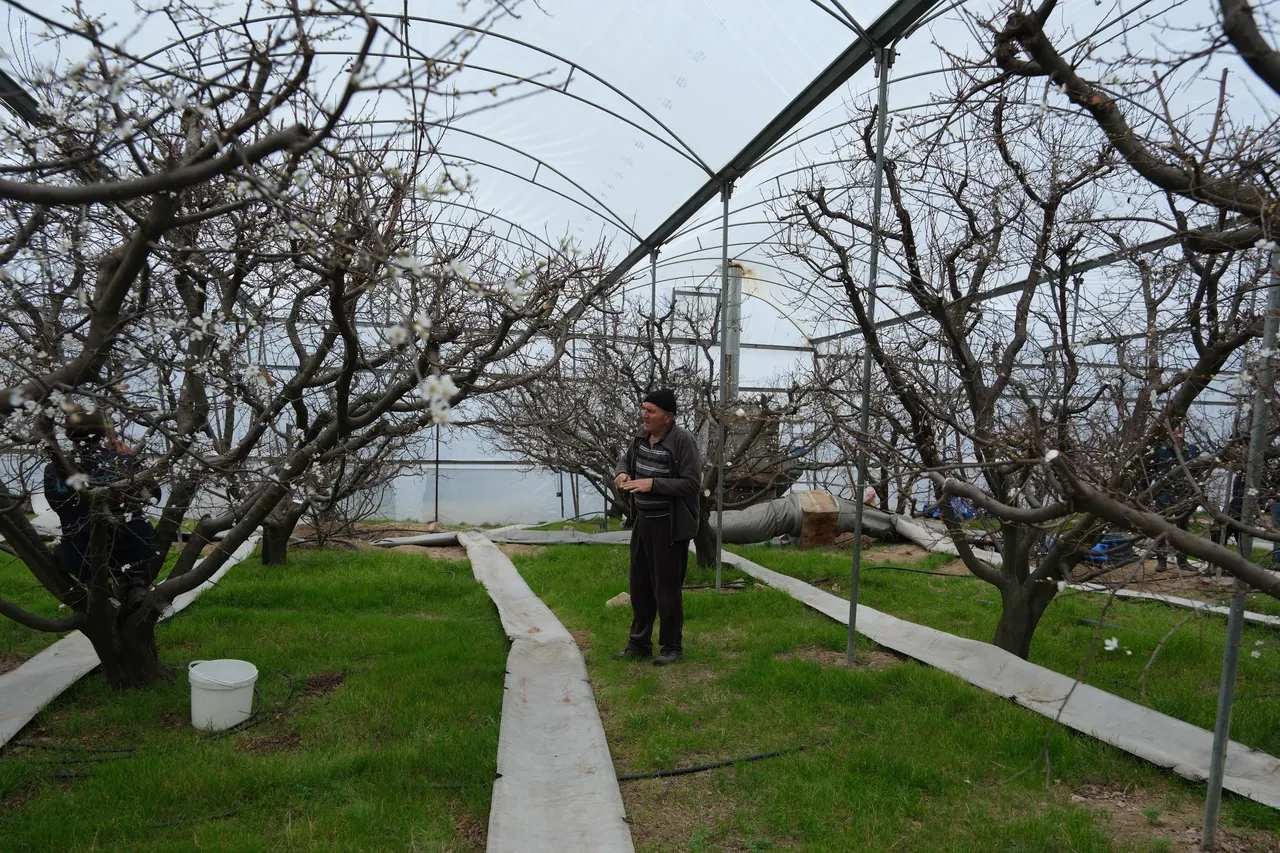 Hamilelere müjde! Çiçekler açtı, erik hasadına son bir ay