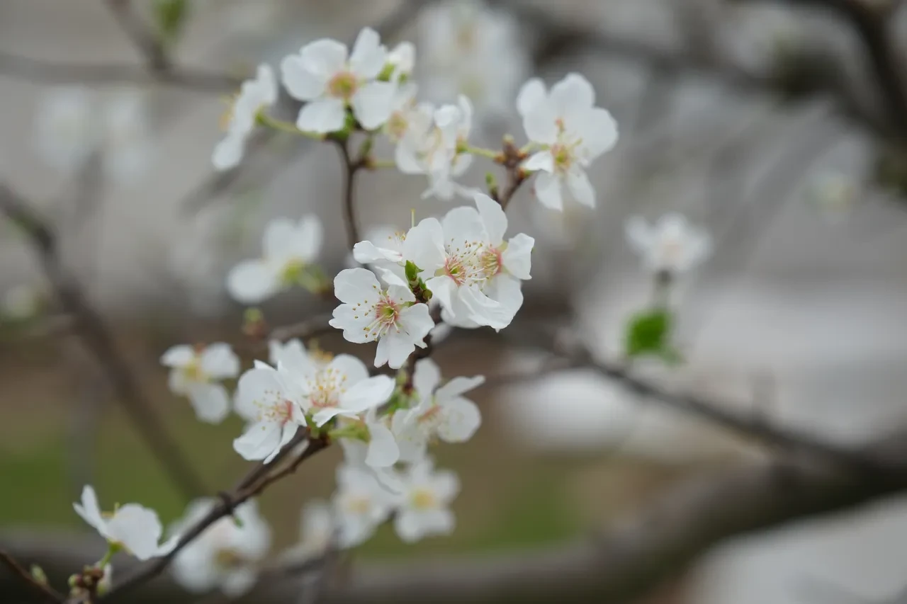 Hamilelere müjde! Çiçekler açtı, erik hasadına son bir ay