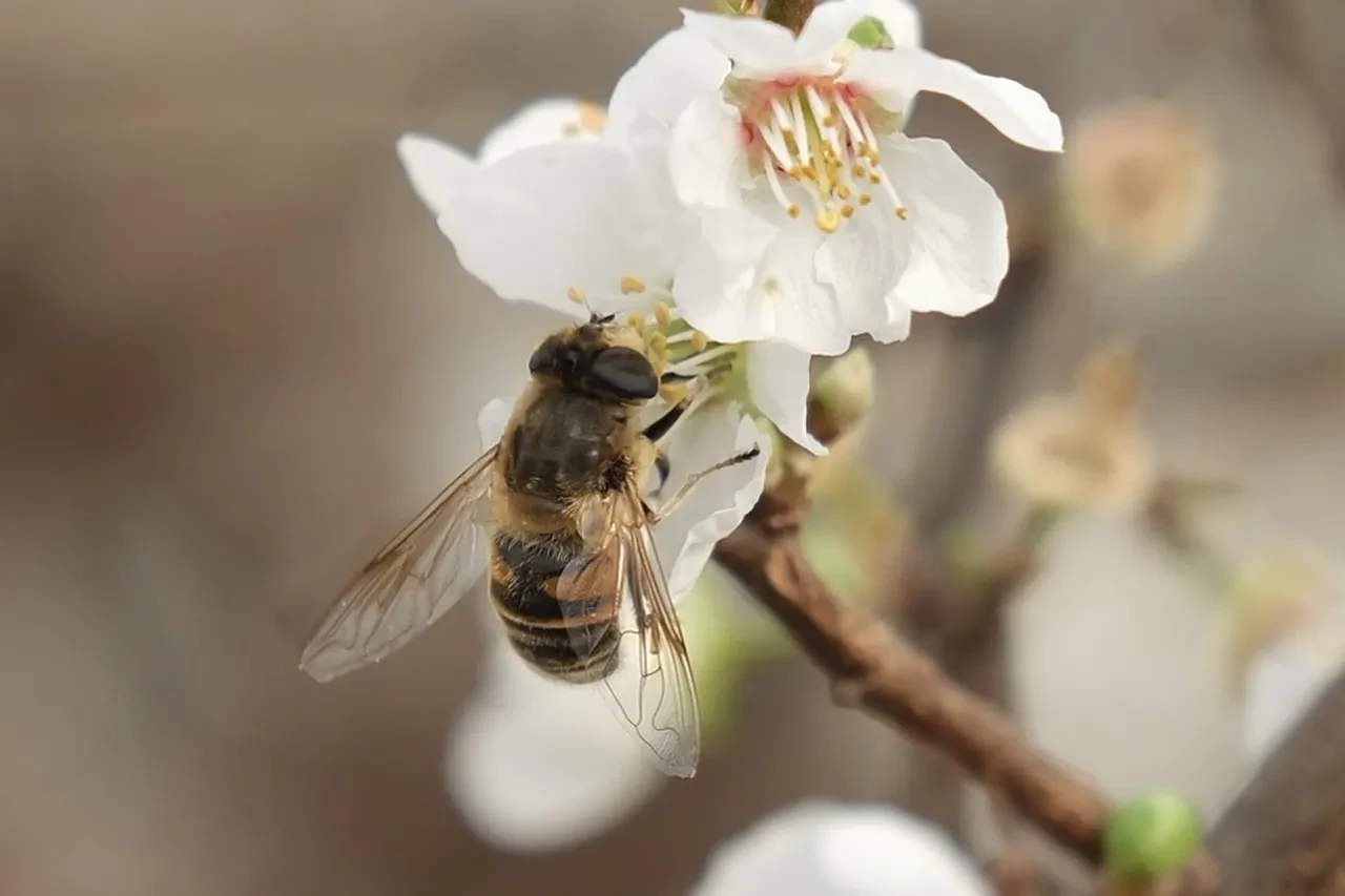 Hamilelere müjde! Çiçekler açtı, erik hasadına son bir ay