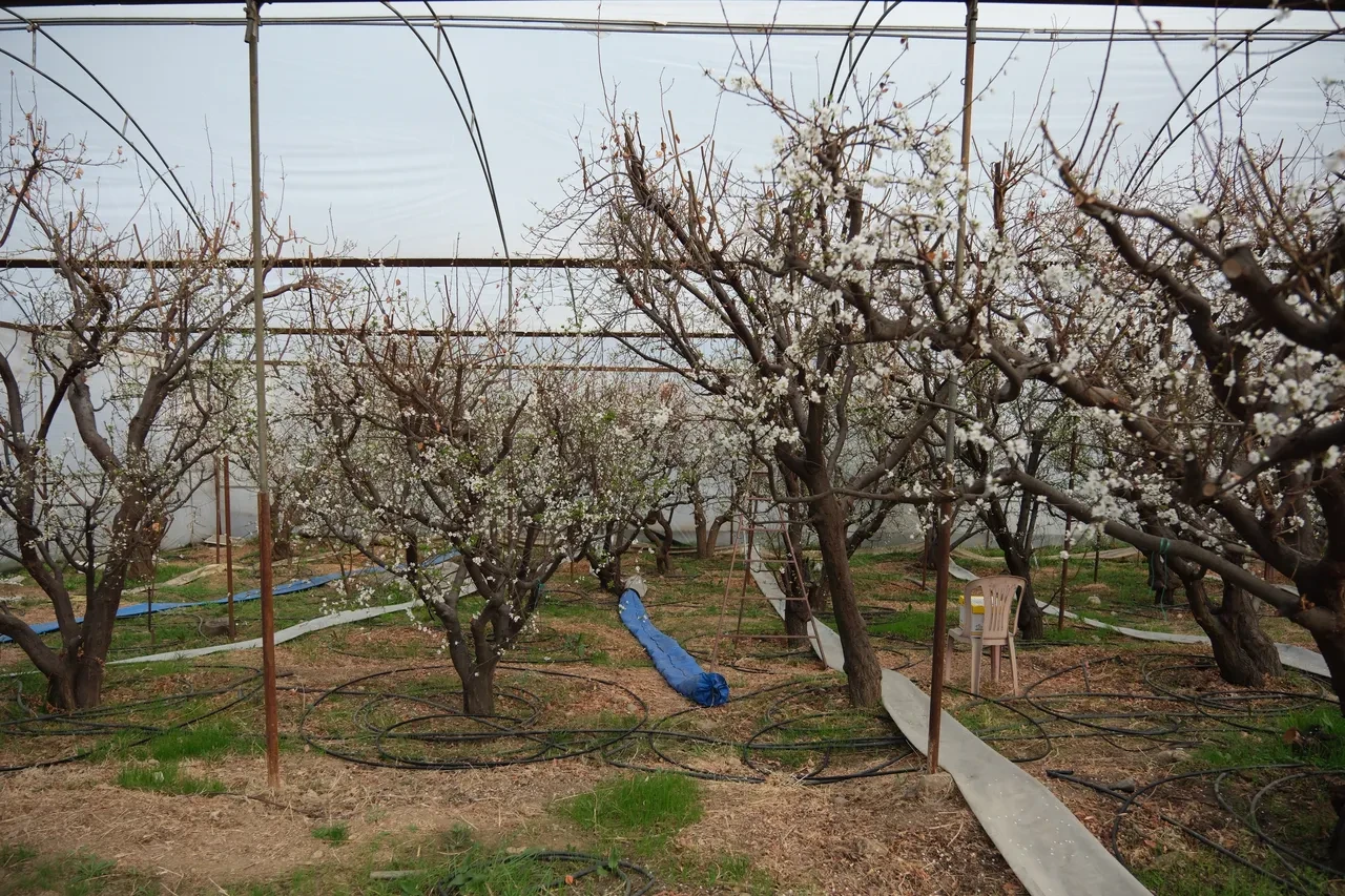 Hamilelere müjde! Çiçekler açtı, erik hasadına son bir ay