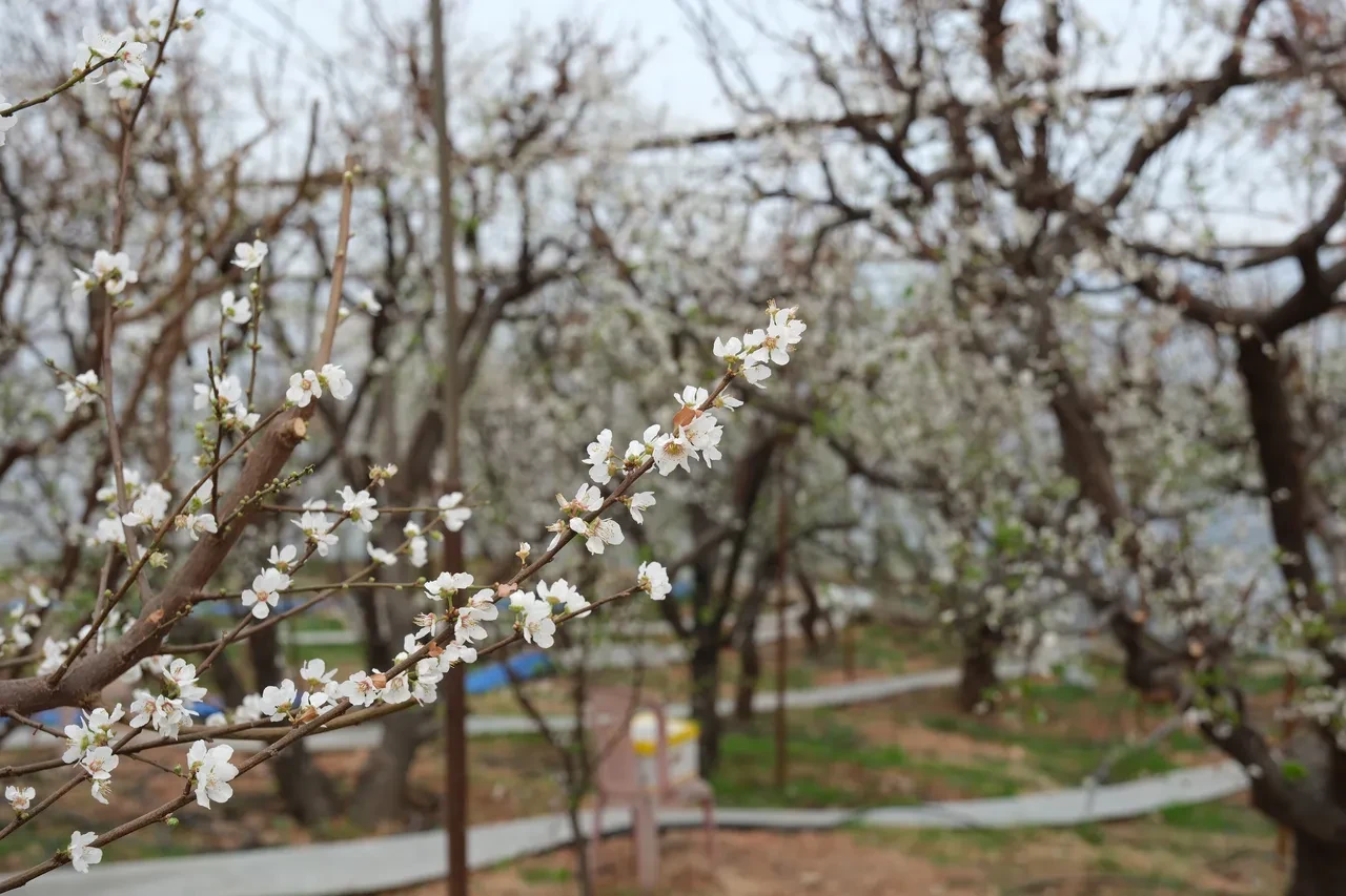 Hamilelere müjde! Çiçekler açtı, erik hasadına son bir ay