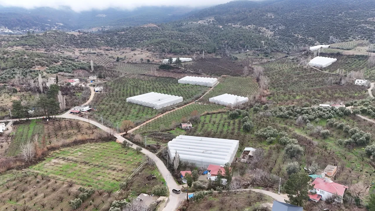 Hamilelere müjde! Çiçekler açtı, erik hasadına son bir ay
