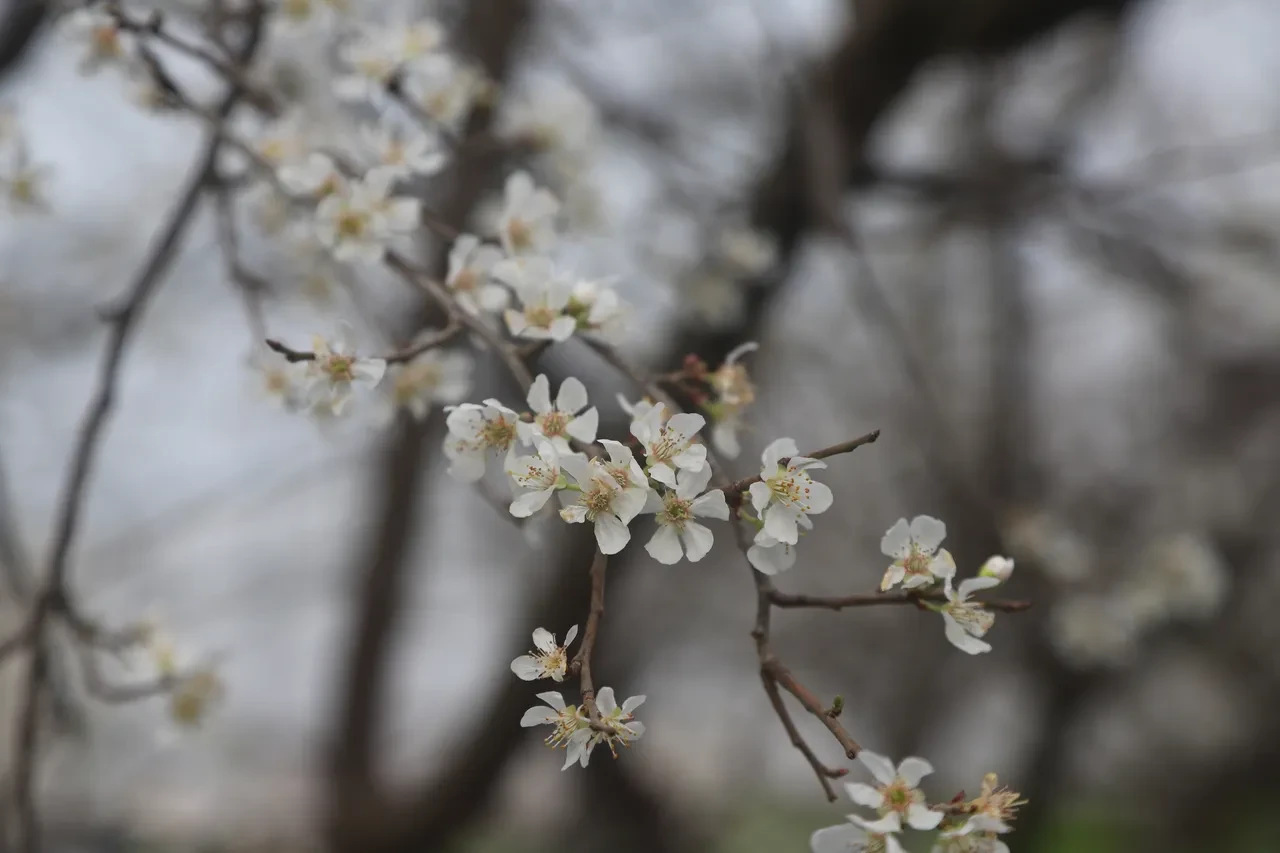 Hamilelere müjde! Çiçekler açtı, erik hasadına son bir ay