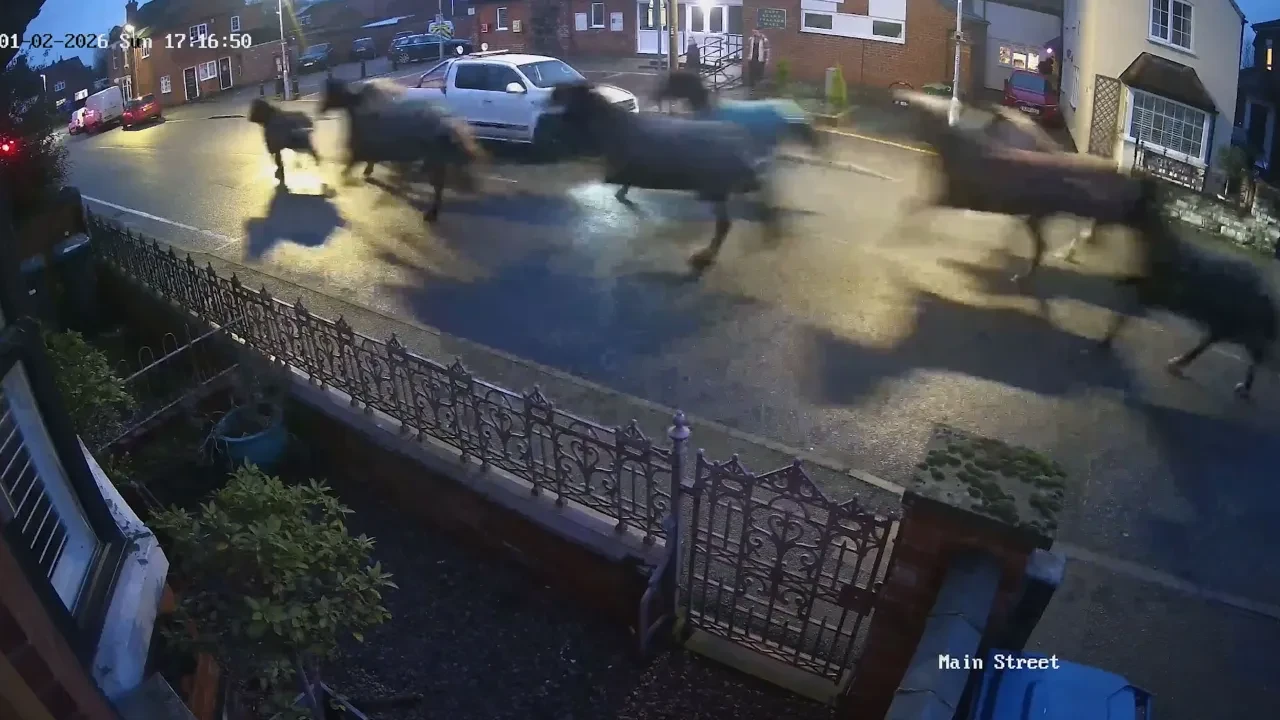 İngiltere'de at paniği! Kontrolden çıkan sürü hayatı felç etti