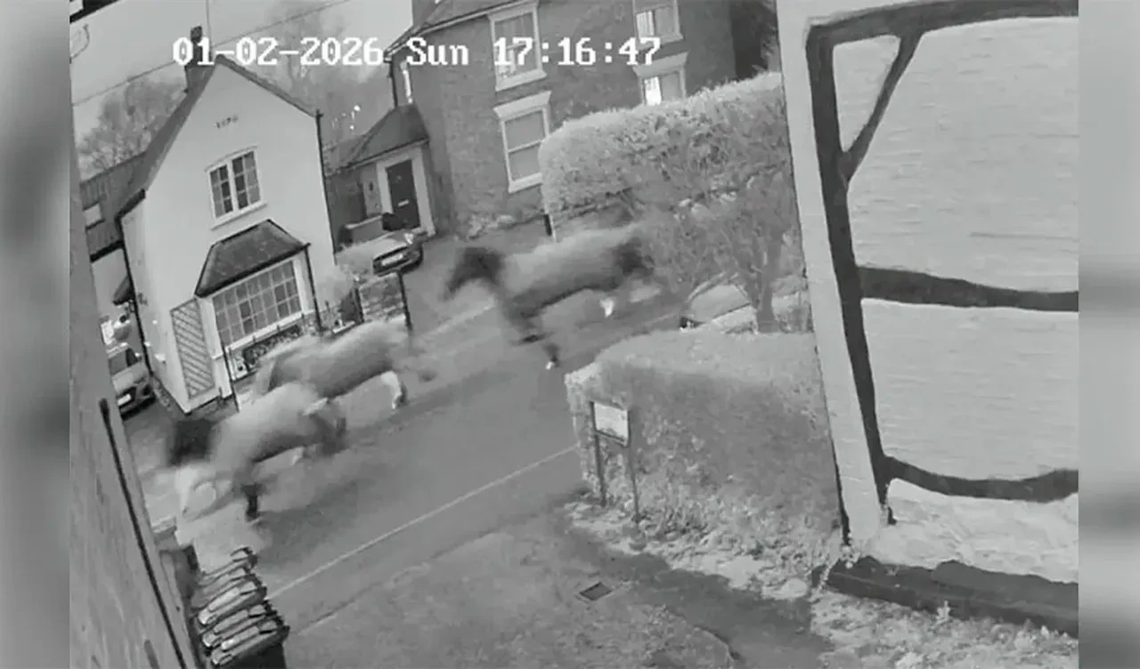 İngiltere'de at paniği! Kontrolden çıkan sürü hayatı felç etti