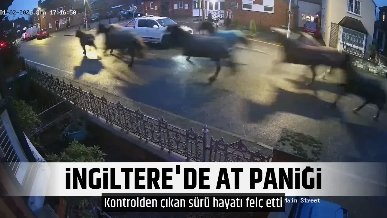 İNGİLTERE'DE AT PANİĞİ