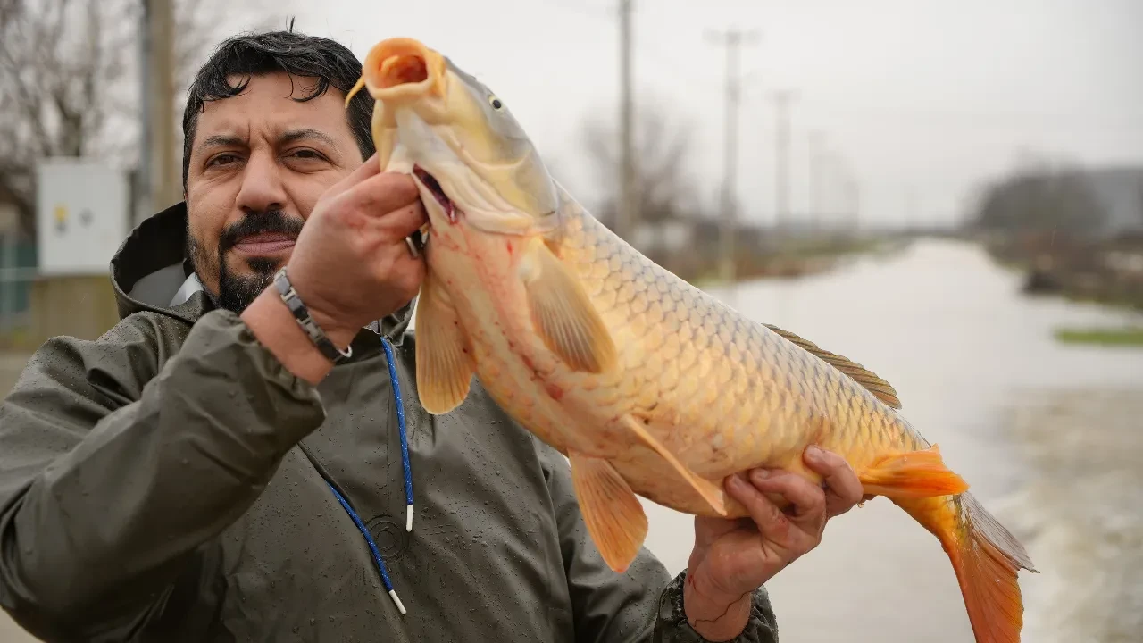 Sazan balıklarını tarladan topladılar! 7 kiloluk balıkla poz verdiler 