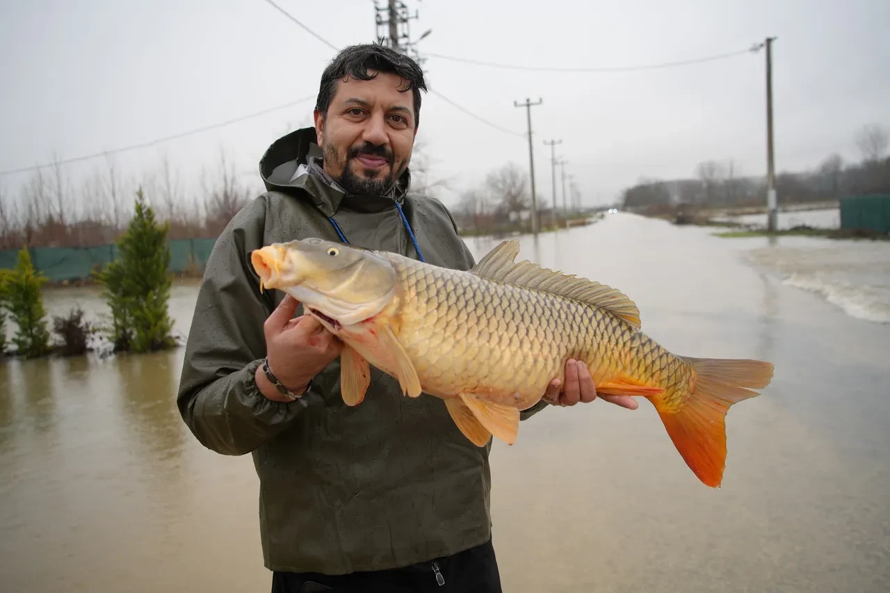 Sazan balıklarını tarladan topladılar! 7 kiloluk balıkla poz verdiler 