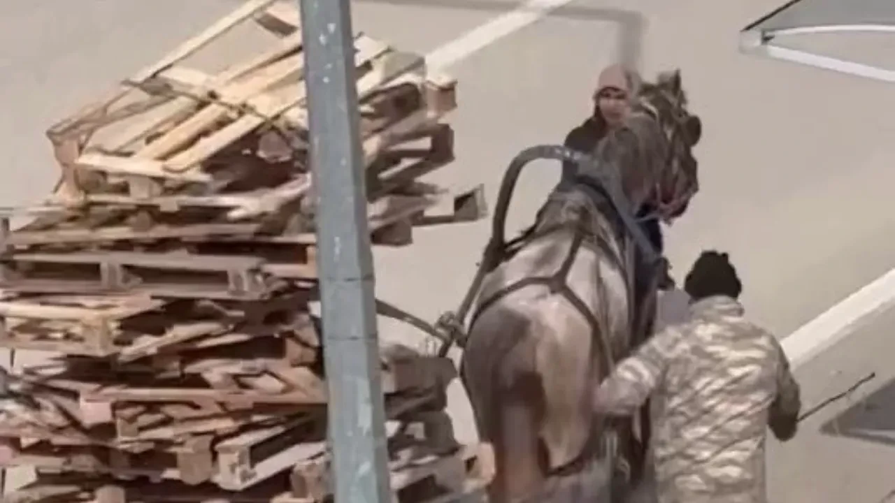 Bursa’da vicdanları sızlatan görüntü! Aşırı yükün altında ezilen atın hali sosyal medyada gündem oldu